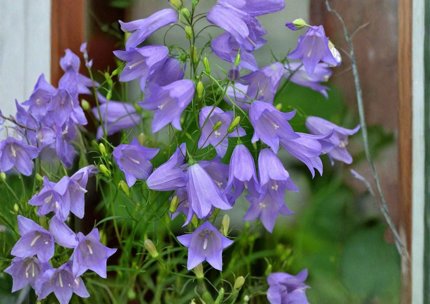 Campanula rotundifolia Seeds - 100 Non-GMO Harebells Blue Bellflower - Delicate Alpine & Prairie Pollinator Wildflower