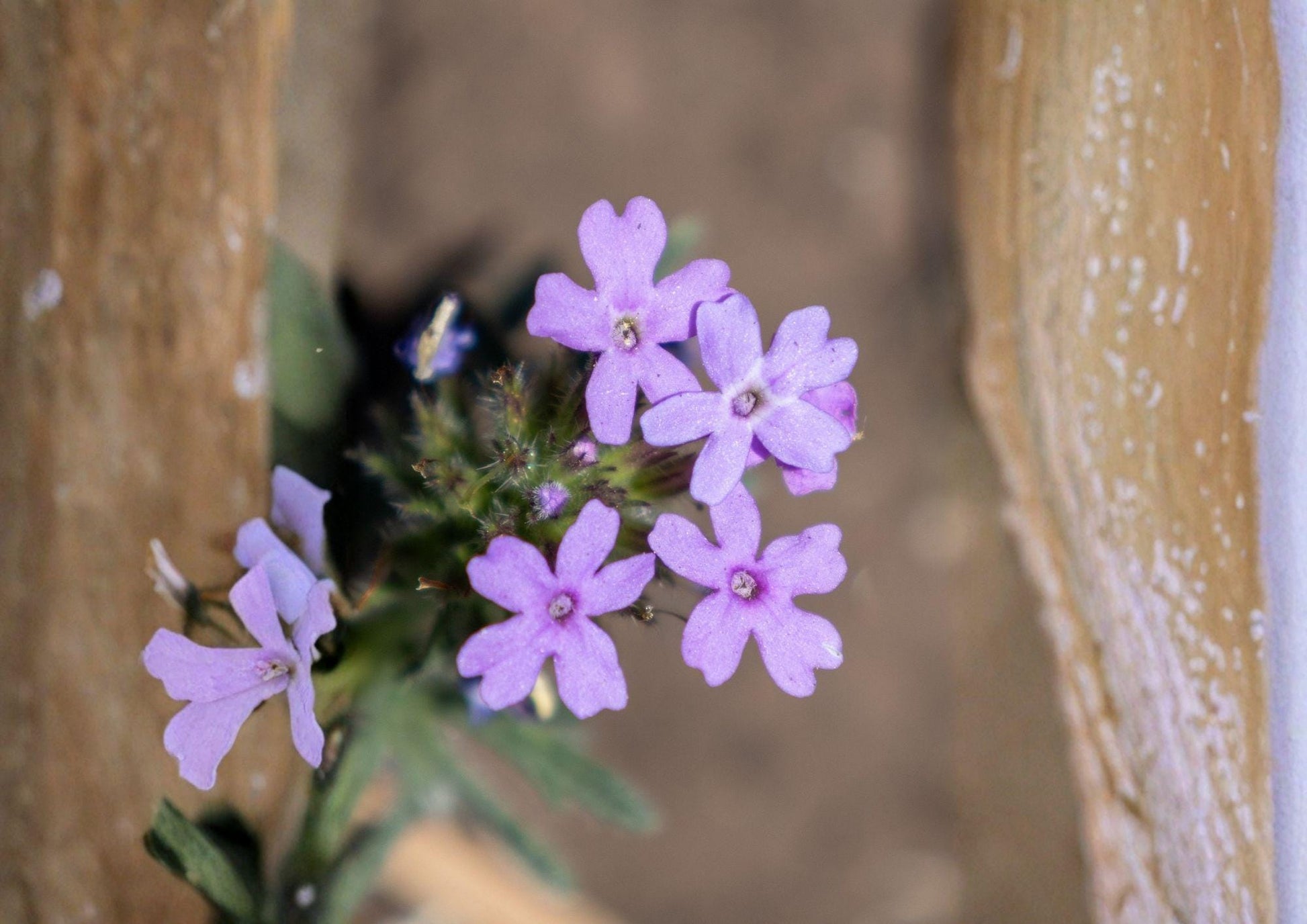Glandularia bipinnatifida Seeds - Dakota Vervain, Purple Prairie Wildflower, Drought Tolerant Pollinator Perennial, 50 Seeds