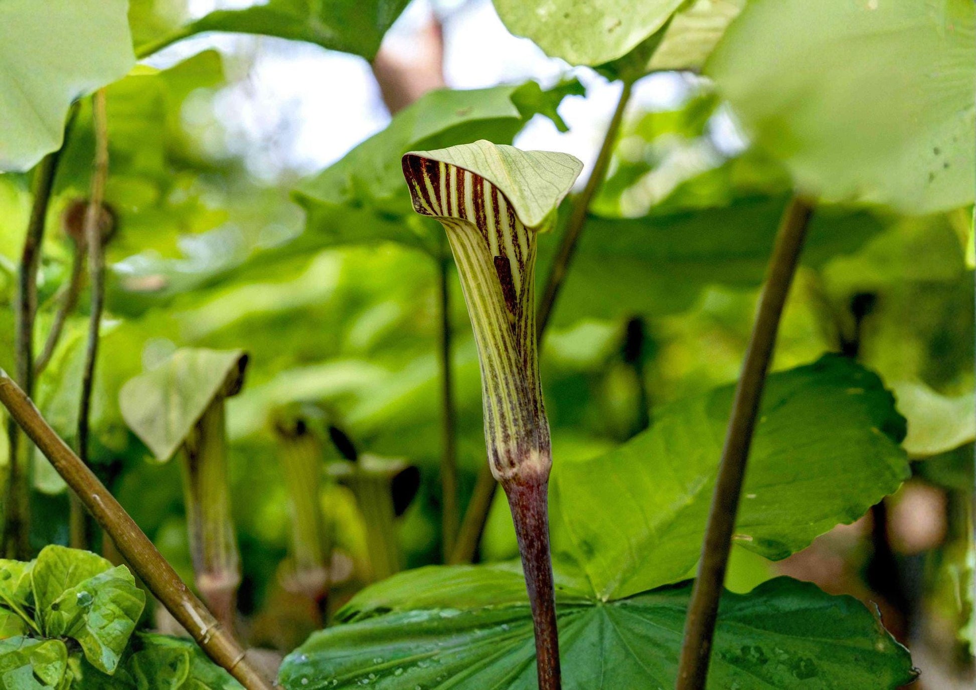 Jack in the Pulpit Seeds - Arisaema triphyllum, Native Woodland Wildflower, Rare Perennial Plant Seeds