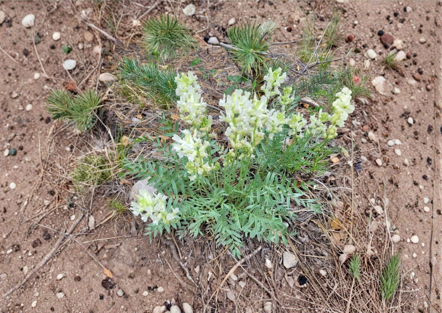 Silky Locoweed Seeds - Native Purple Pea Flower - Drought Tolerant - Fresh Stock - (Astragalus mollissimus)