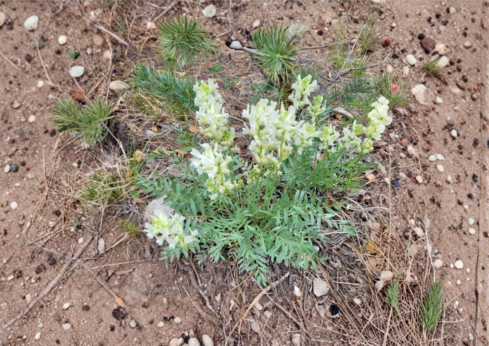 Silky Locoweed Seeds - Native Purple Pea Flower - Drought Tolerant - Fresh Stock - (Astragalus mollissimus)