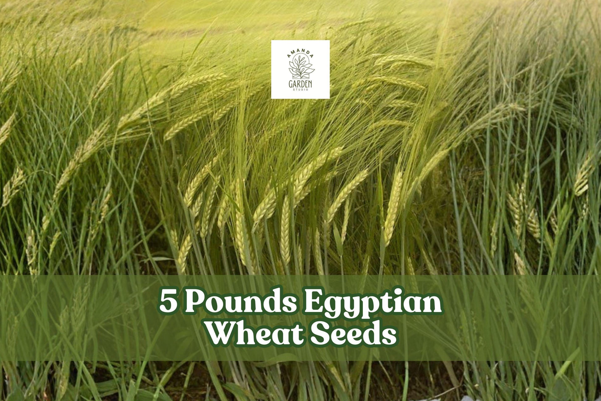 Egyptian Wheat Seeds 1 lb - Sorghum bicolor Tall Wildlife Cover Crop - Warm-Season Annual for Privacy Screening & Habitat Planting