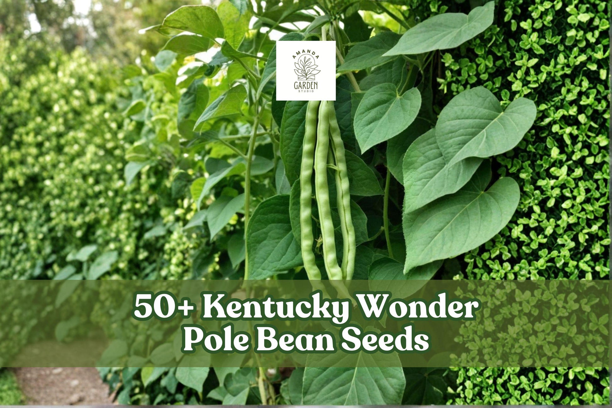Kentucky Wonder Pole Bean Seeds - 50+ Heirloom Green Climbing Beans - Phaseolus vulgaris - Long Pods for Garden Growing