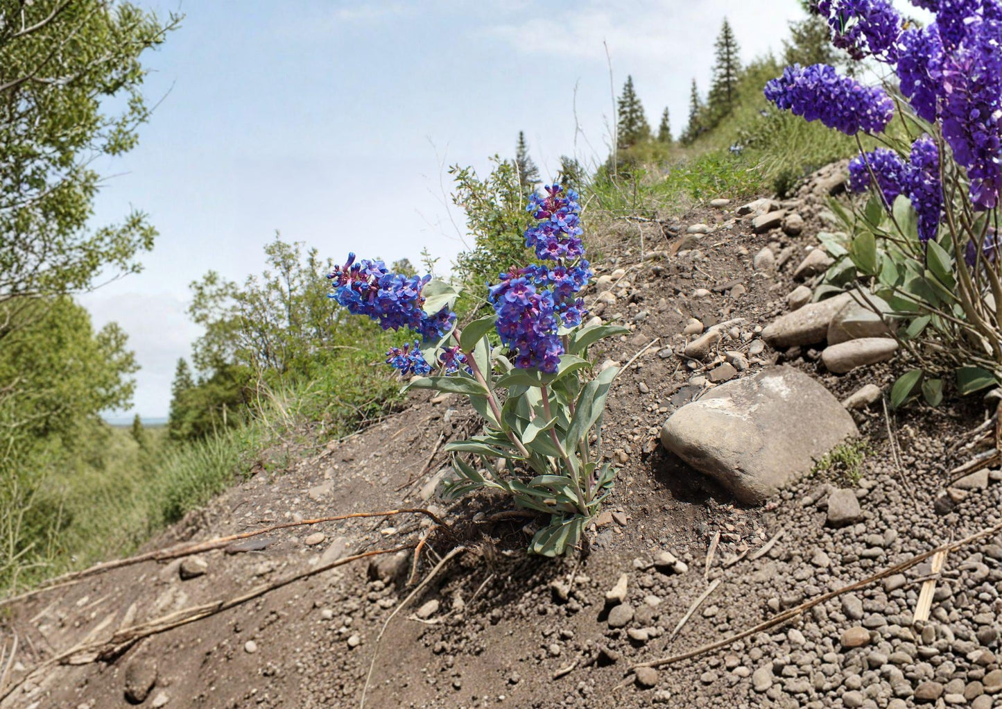 Penstemon Nitidus Waxleaf Beardtongue Seeds - 50 Native Wildflower Seeds for Purple Blue Blooms - Easy to Grow Garden Plants