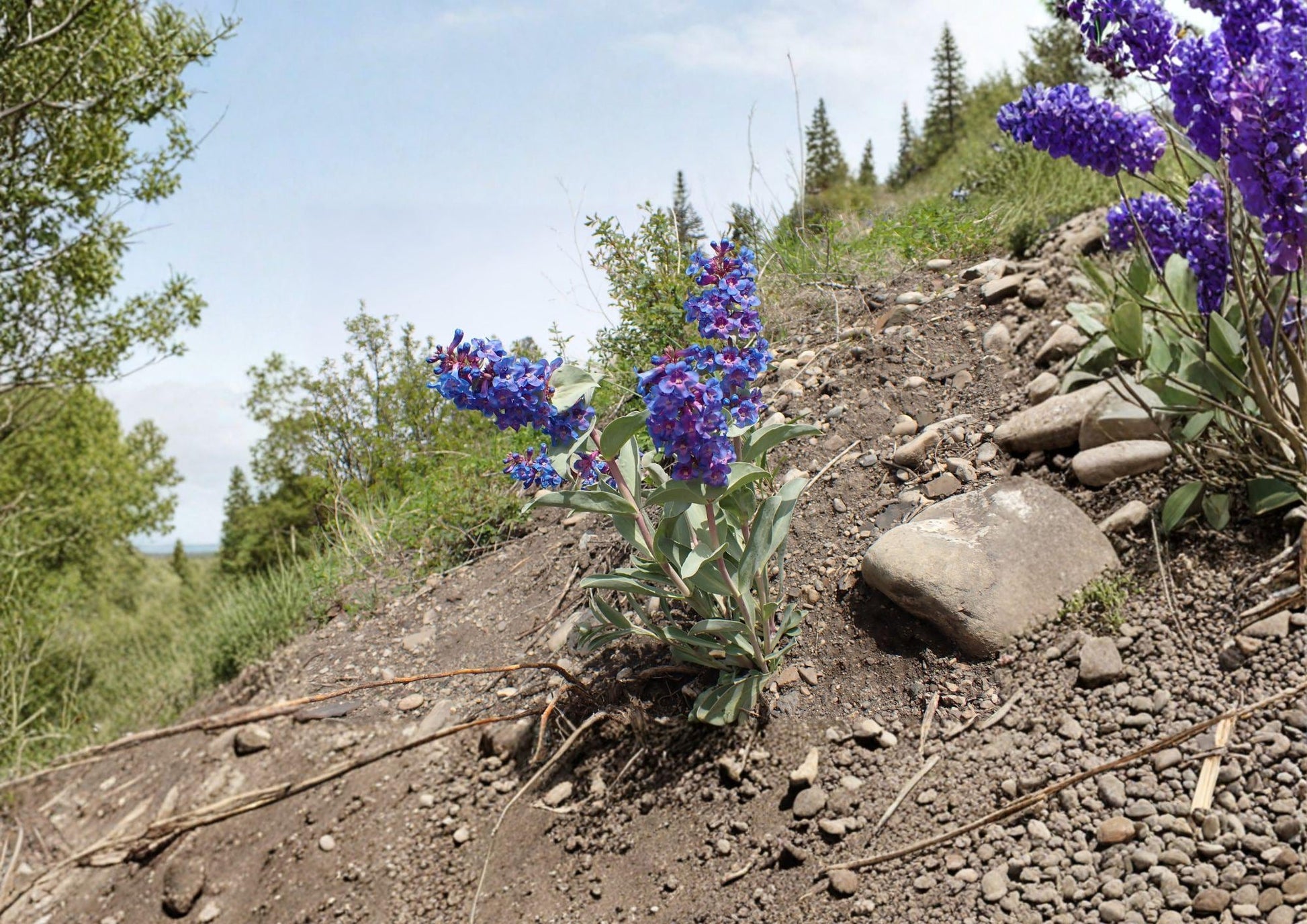 Penstemon Nitidus Waxleaf Beardtongue Seeds - 50 Native Wildflower Seeds for Purple Blue Blooms - Easy to Grow Garden Plants