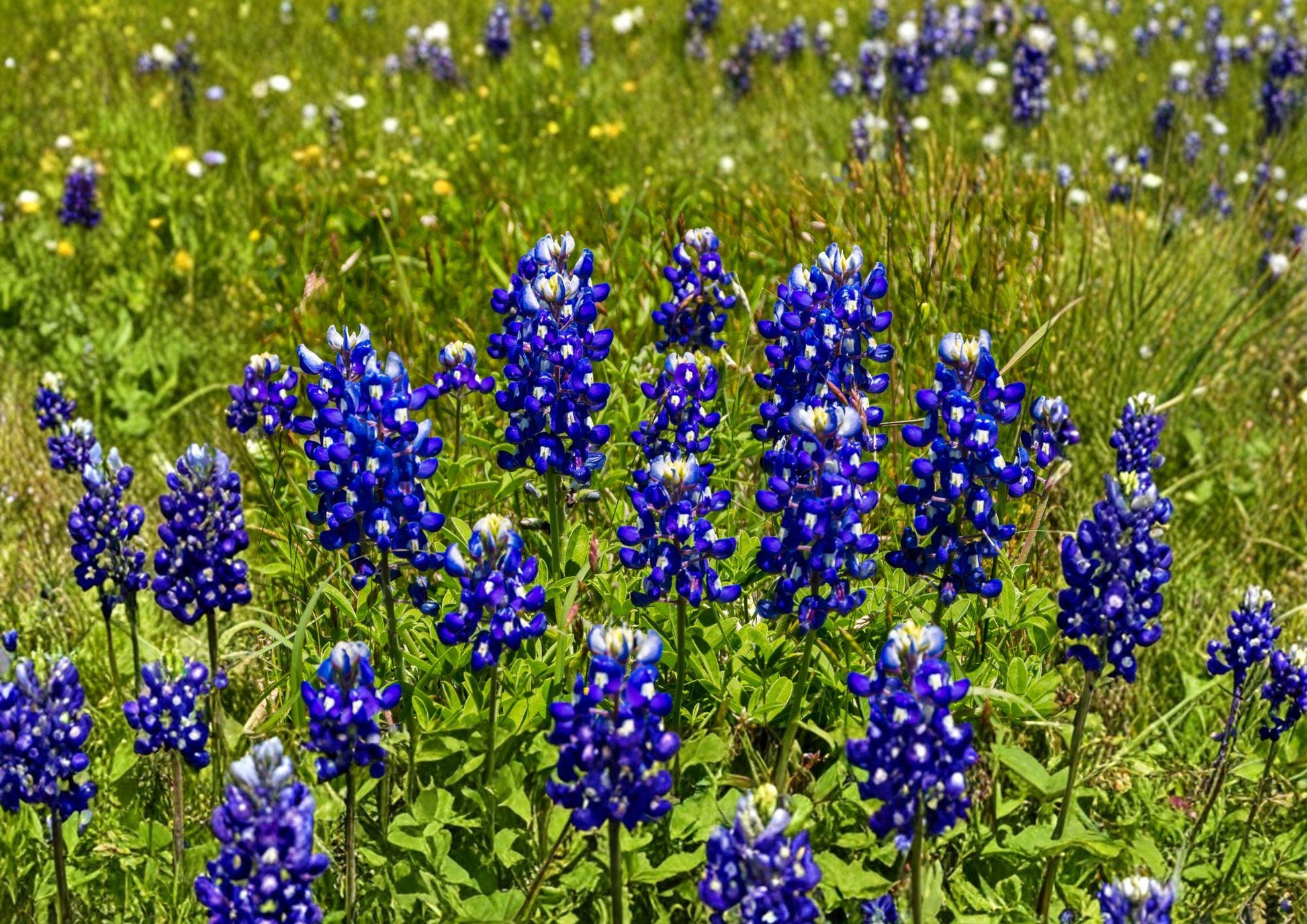 Texas Bluebonnet Seeds - 50 Count - Native Wildflower Seeds for Spring Blooms - Lupinus texensis