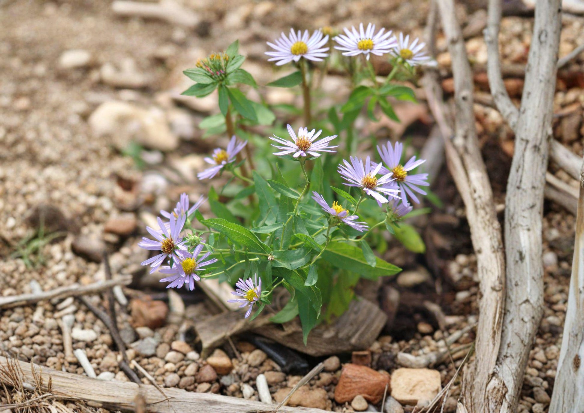 Aromatic Aster Seeds - 100 Purple Fall Flower Seeds for Pollinator Garden - Symphyotrichum oblongifolium - Fresh Stock