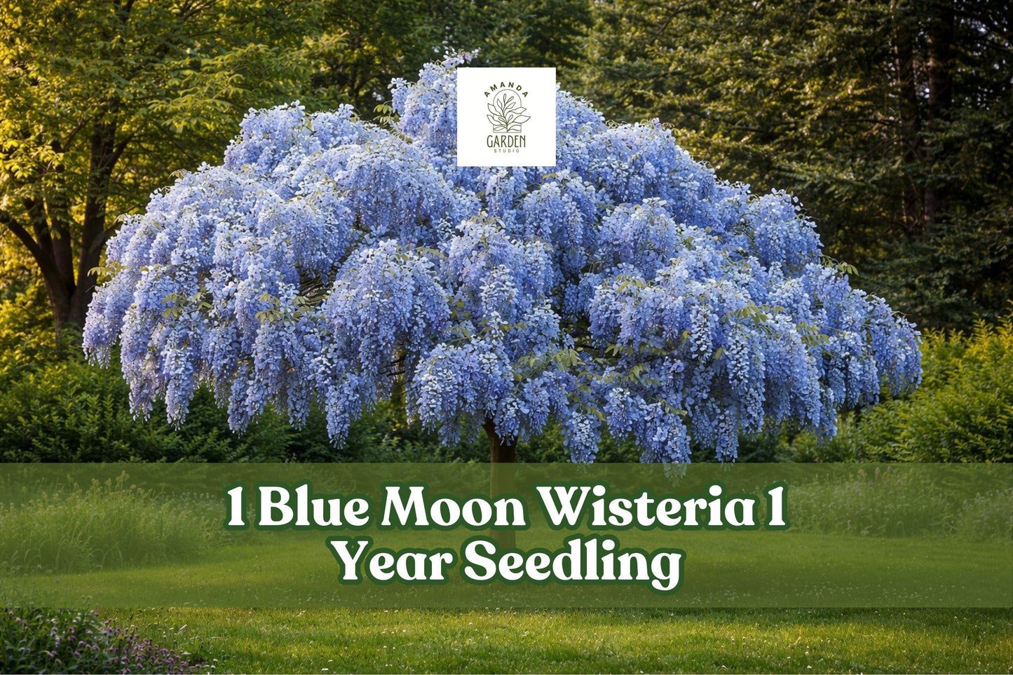 Blue Moon Wisteria Seedling 1 Year - Hardy Deciduous Flowering Vine with Lavender-Blue Blooms, Wisteria macrostachya ‘Blue Moon’