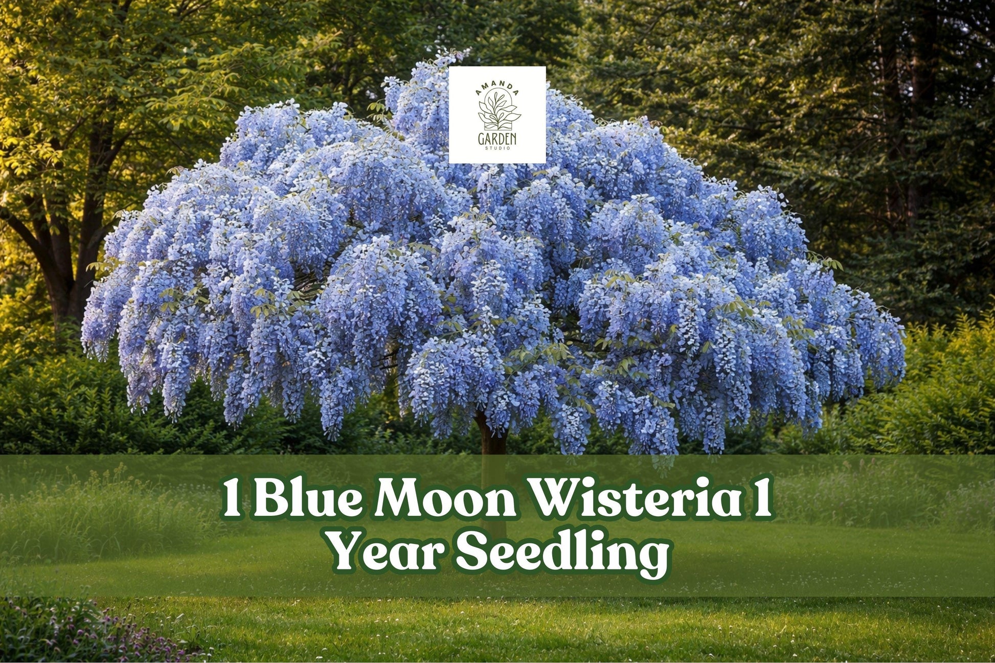 Blue Moon Wisteria Seedling 1 Year - Hardy Deciduous Flowering Vine with Lavender-Blue Blooms, Wisteria macrostachya ‘Blue Moon’