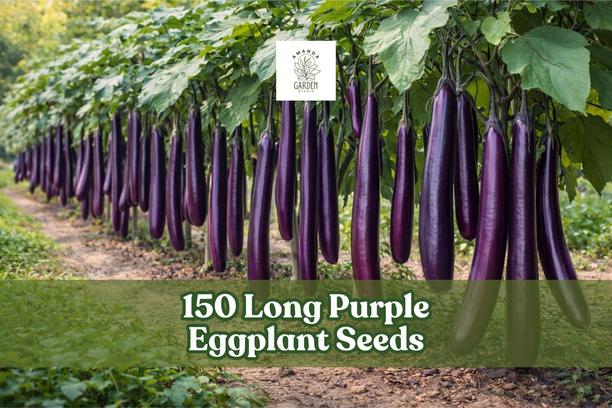 150 Long Purple Eggplant Seeds - Heirloom Vegetable, Solanum melongena, Deep Purple Fruits for Garden Planting