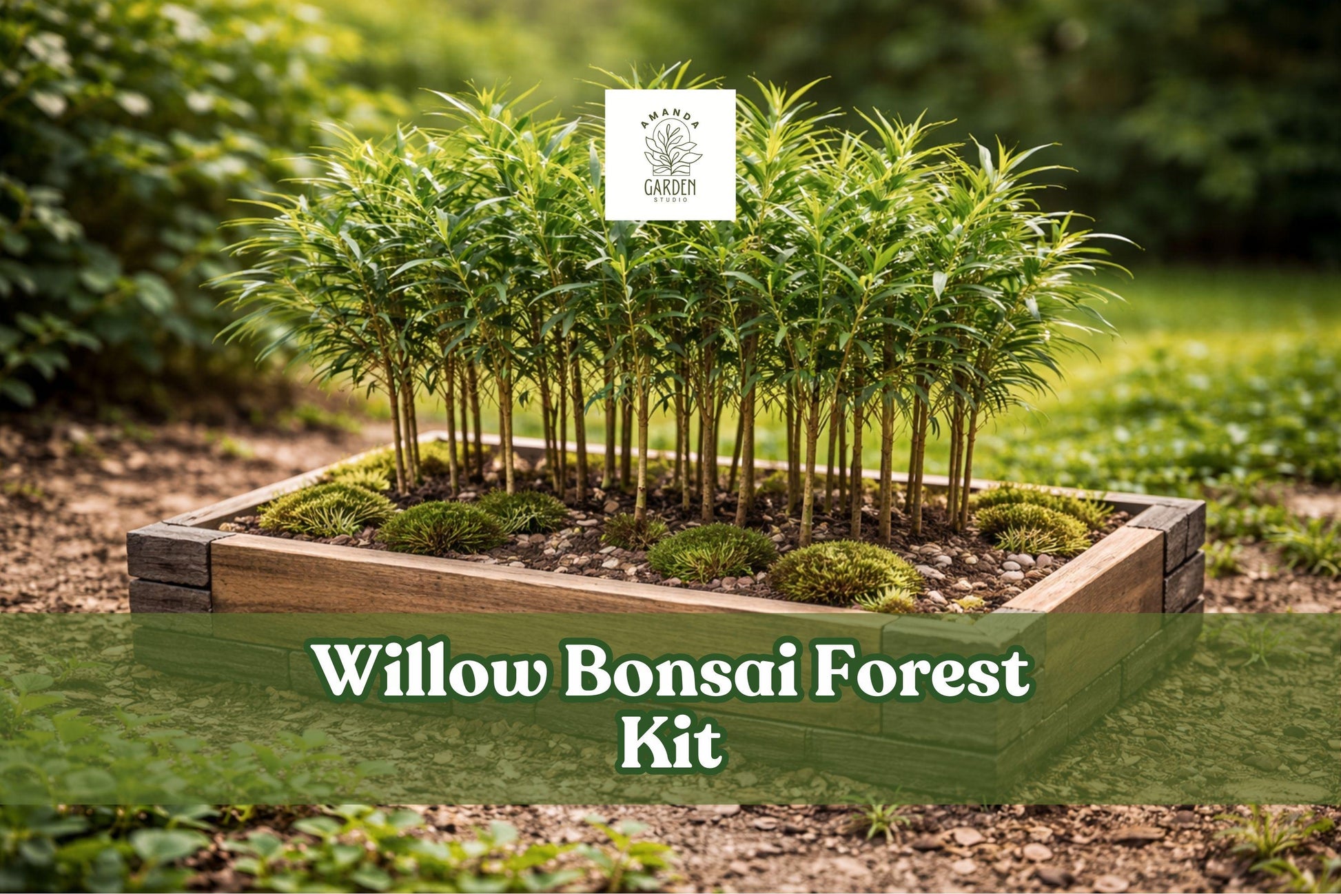 Willow Bonsai Forest Kit - 15 Cuttings, 8 Inch Pot, Salix Species, Miniature Outdoor Display, Perfect for Patio Gardening