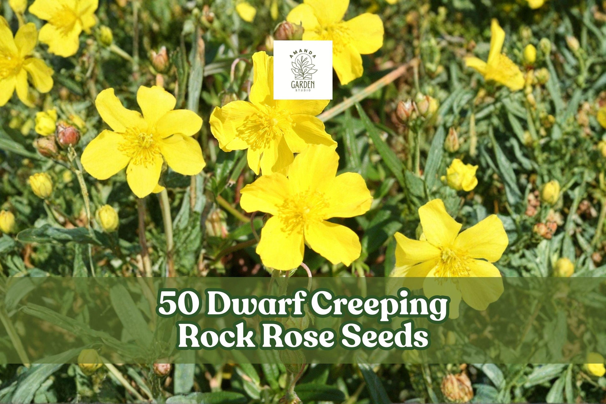 Dwarf Creeping Rock Rose Seeds - 50 Pack - Yellow Ground Cover - Fumana procumbens - Drought-Tolerant Perennial for Rock Gardens