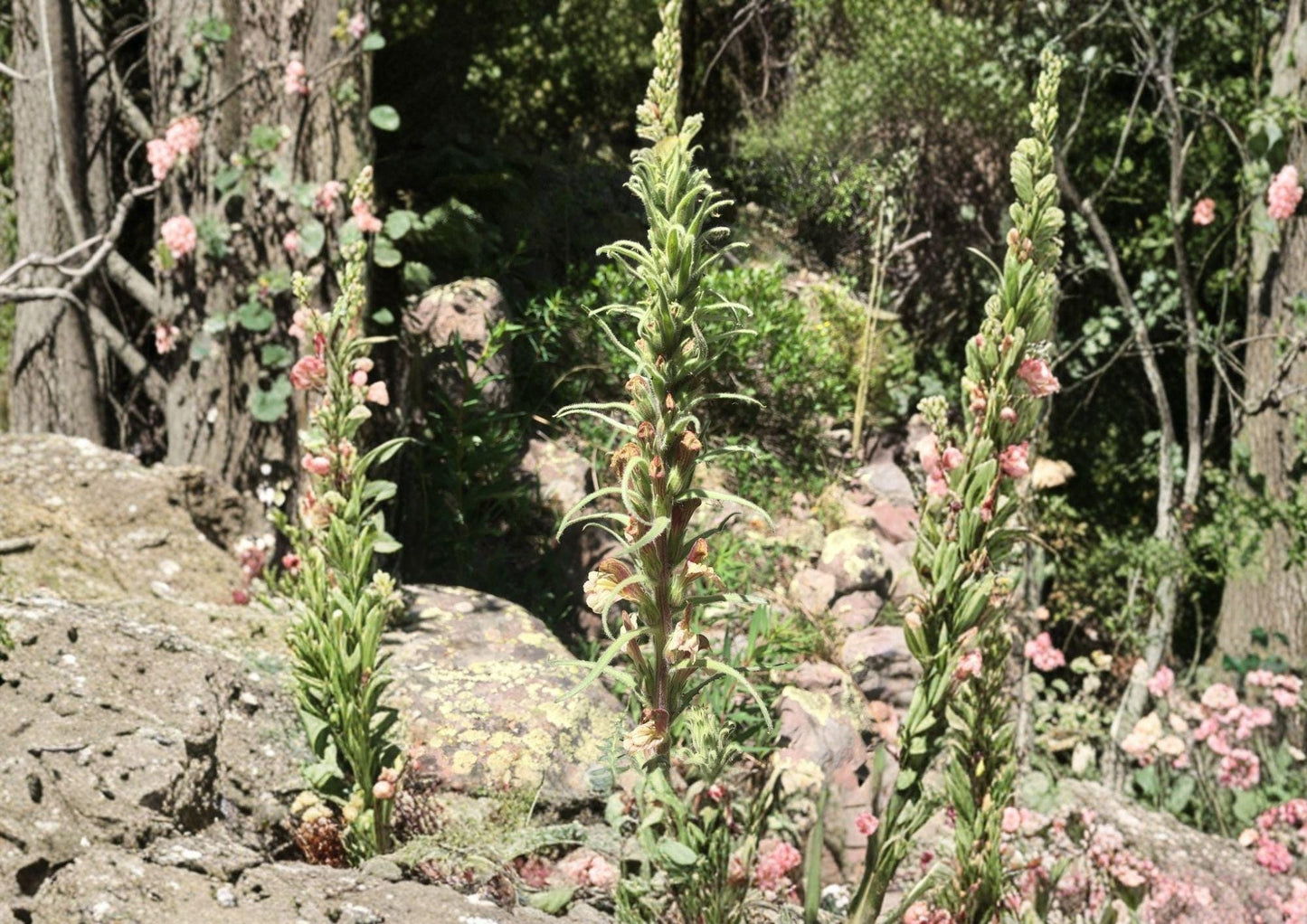 Giant Lousewort Seeds 100 Count - Native Yellow Wildflower, Pollinator Plant - Non-GMO (Pedicularis gigantea)