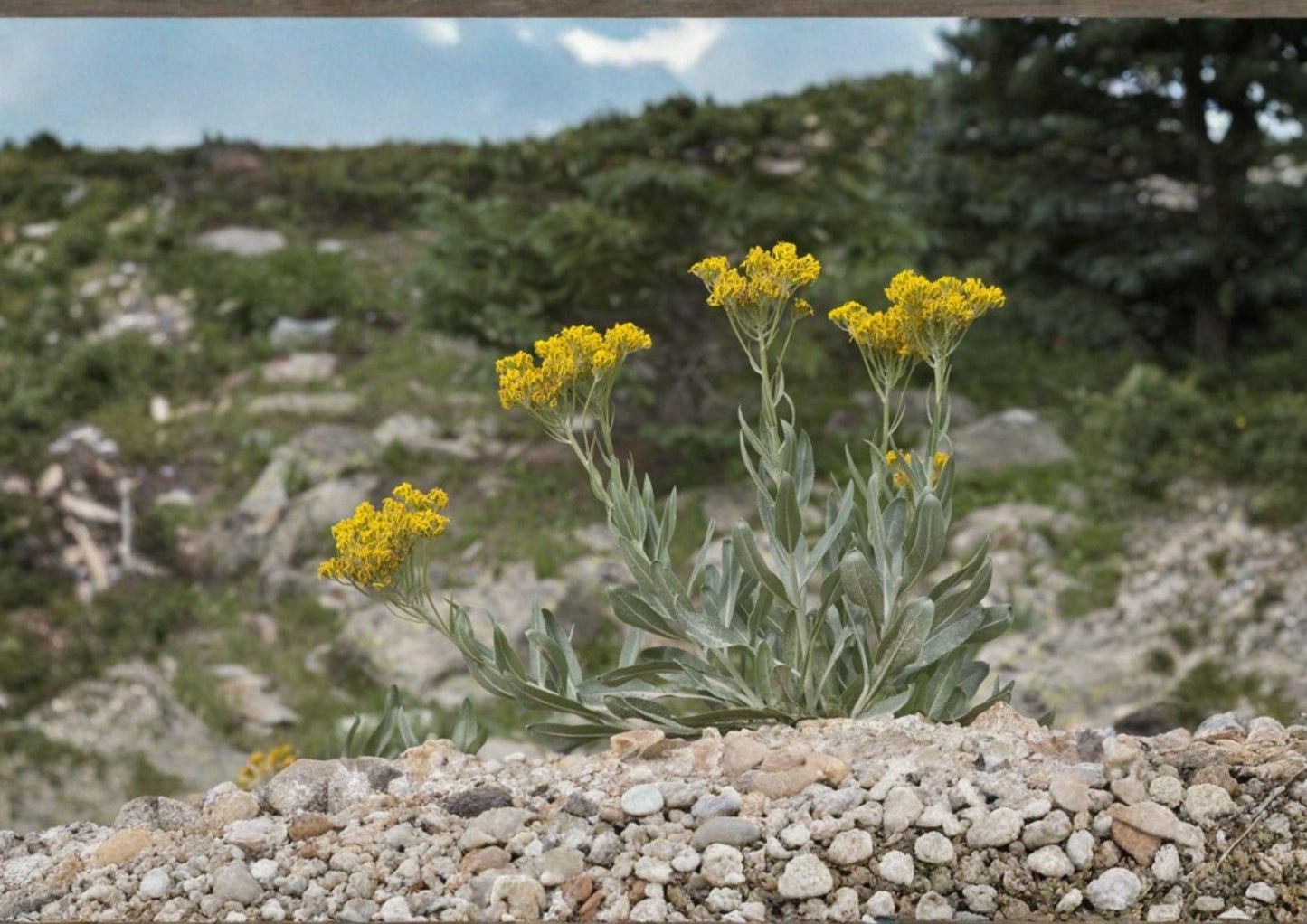 Tall Blacktip Ragwort Seeds - Senecio atratus - 100 Seeds - Hardy Native Yellow Mountain Wildflower for Pollinators