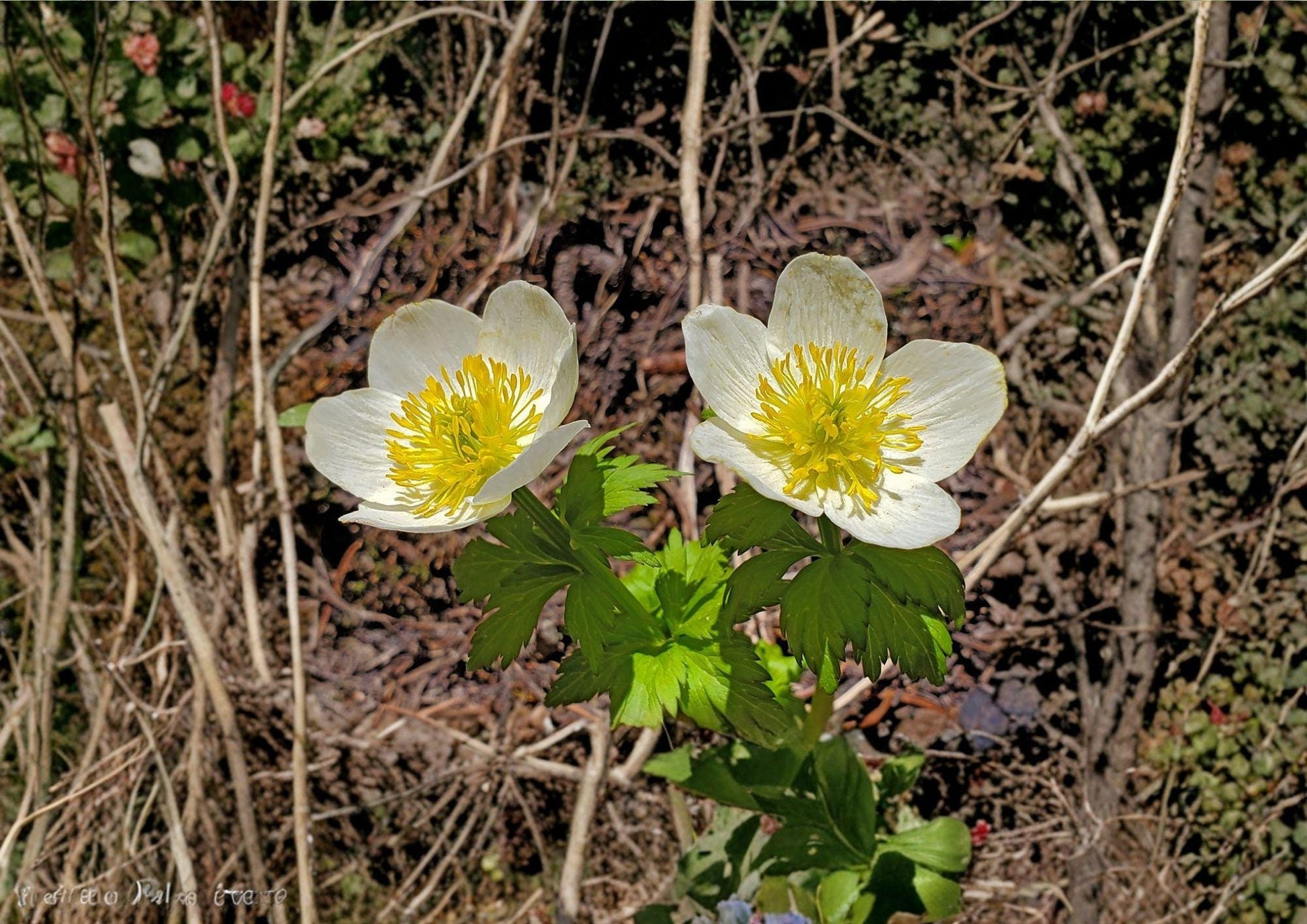 American Globeflower Seeds - 50 Count - Trollius laxus - Native Pollinator Wildflower - Bloom Haven Nursery