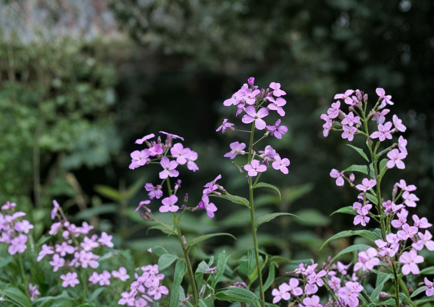 Dames Rocket Seeds - Fragrant Purple and White Flowers - Non-GMO - Hesperis matronalis - Cottage Garden Blooms