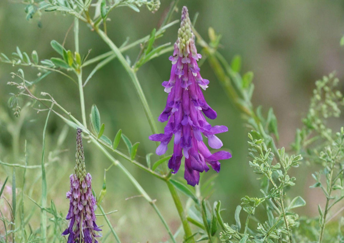 Hairy Vetch Seeds - Purple Bounty - Nitrogen Fixing Cover Crop - 100 Seeds - Easy to Grow (Vicia villosa)