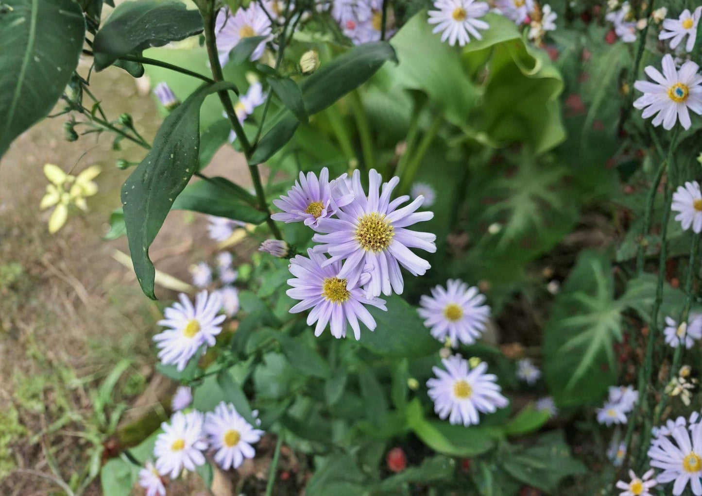 Smooth Blue Aster Seeds (100 Seeds) - Native Prairie Wildflower for Late Season Pollinators, Symphyotrichum laeve