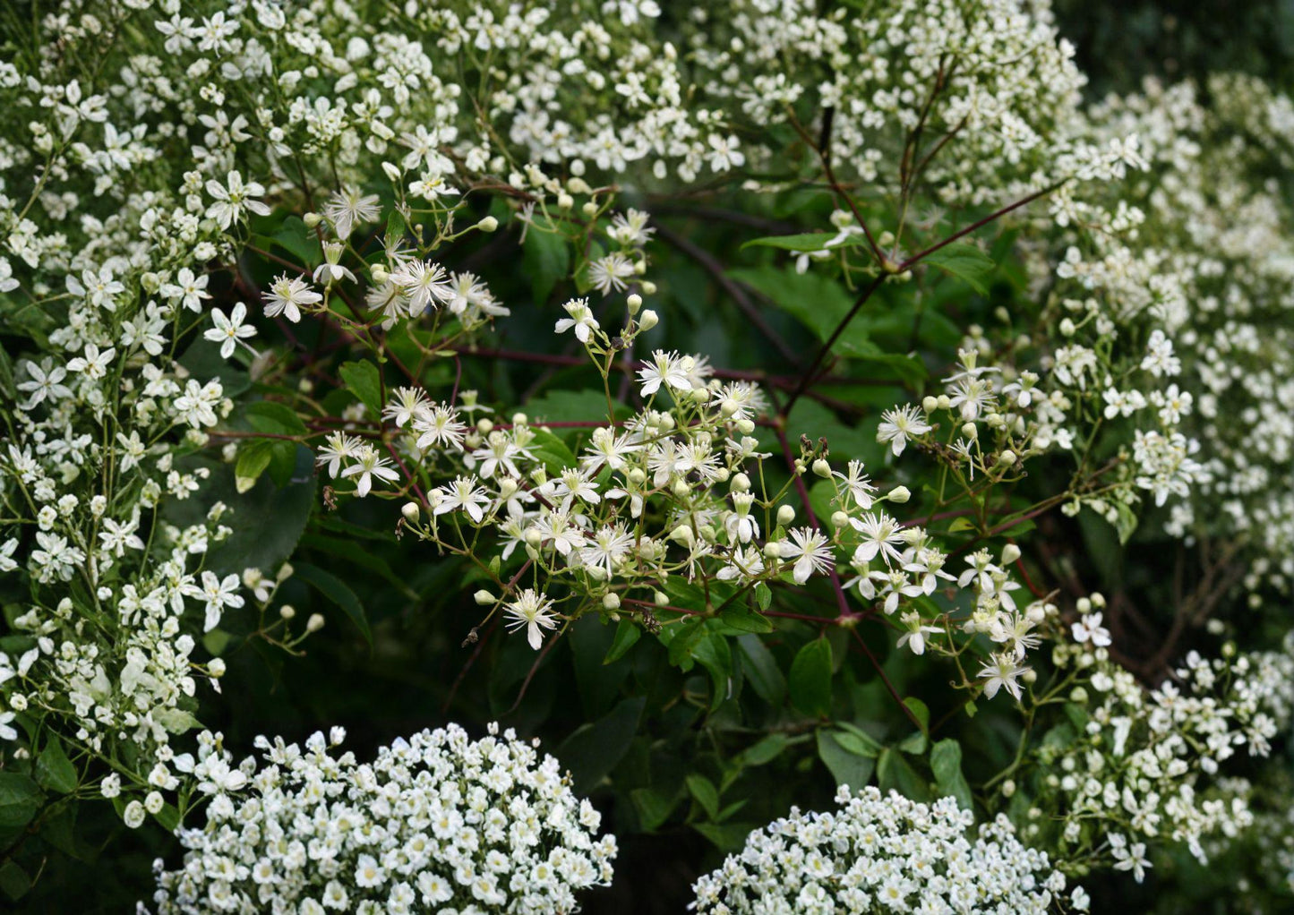 Native Virgin's Bower Clematis Seeds - White Fragrant Climbing Vine - New Harvest Quality - Clematis virginiana