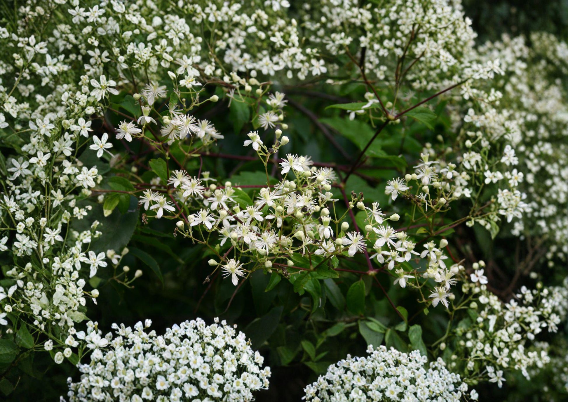 Native Virgin's Bower Clematis Seeds - White Fragrant Climbing Vine - New Harvest Quality - Clematis virginiana