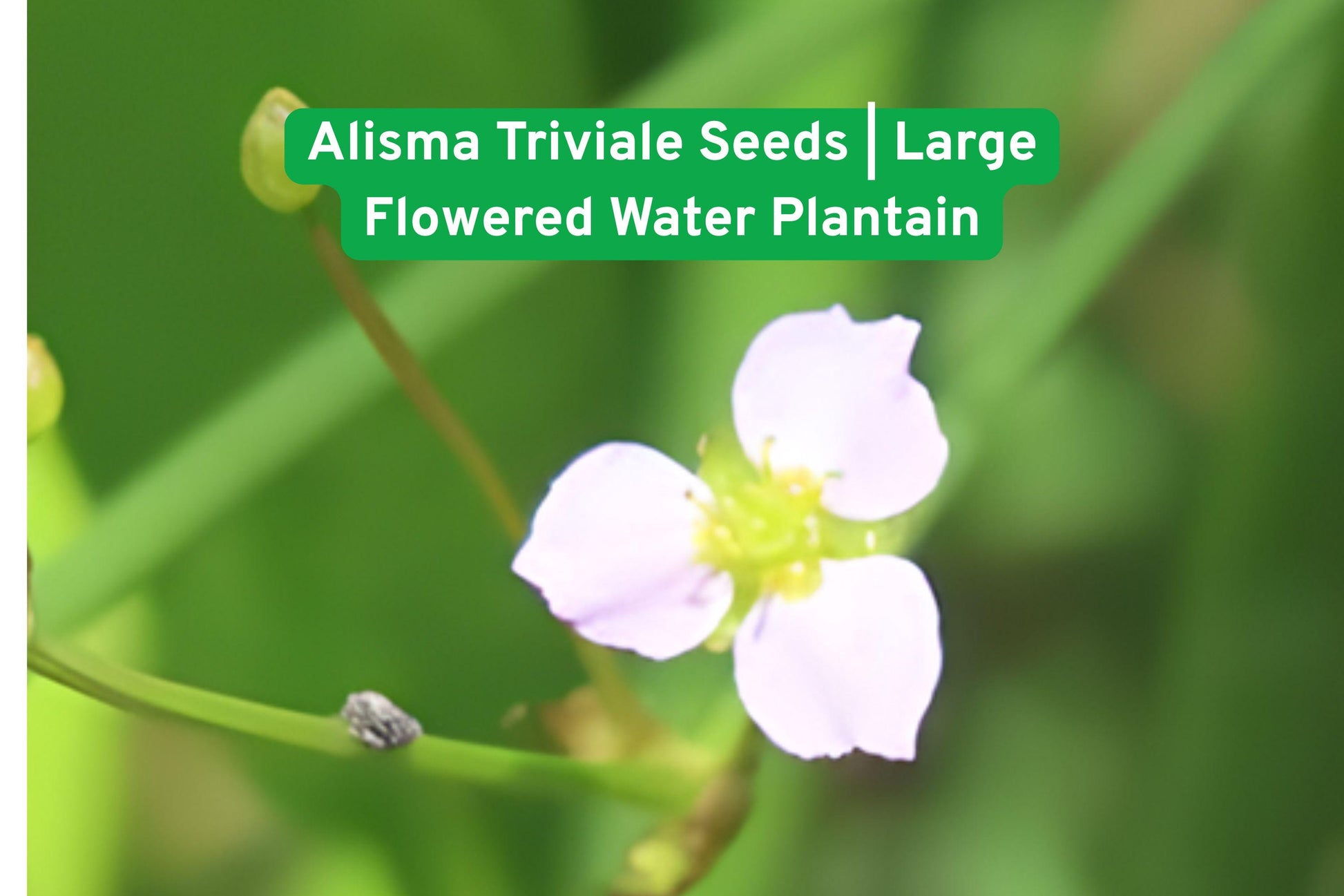 Alisma Triviale Seeds | Large Flowered Water Plantain | Native Aquatic Wildflower for Ponds & Rain Gardens