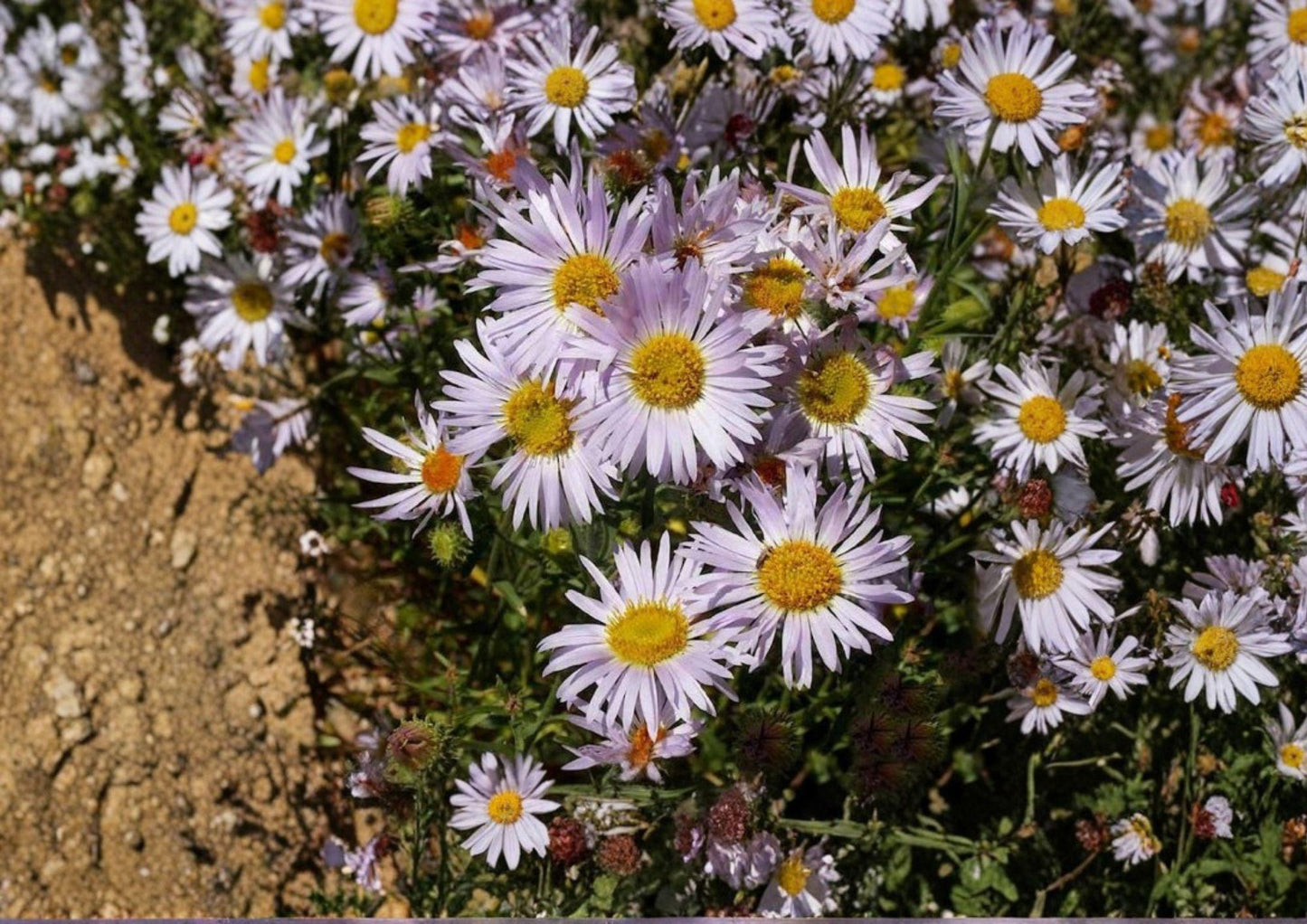 Bigelow's Tansyaster Seeds - Purple Aster, Drought Tolerant, Fast Growing Pollinator Plant (Machaeranthera bigelovii)