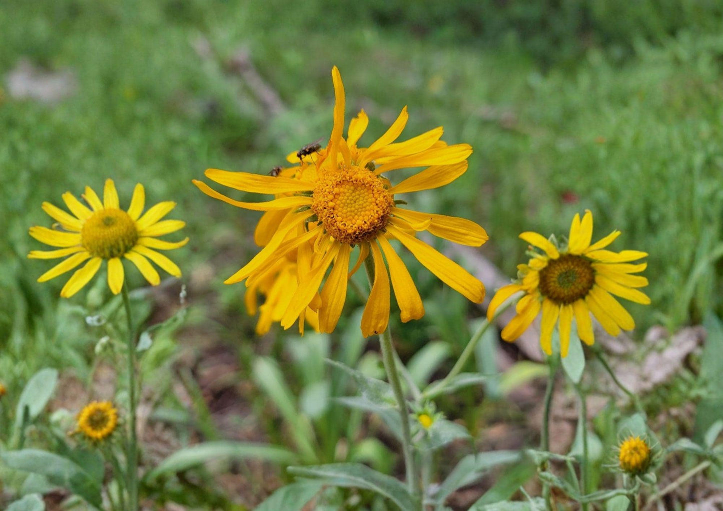 Orange Mountain Daisy Seeds - 40 Count - Native Alpine Wildflower, Pollinator Friendly - Easy to Grow, Anthemis tinctoria