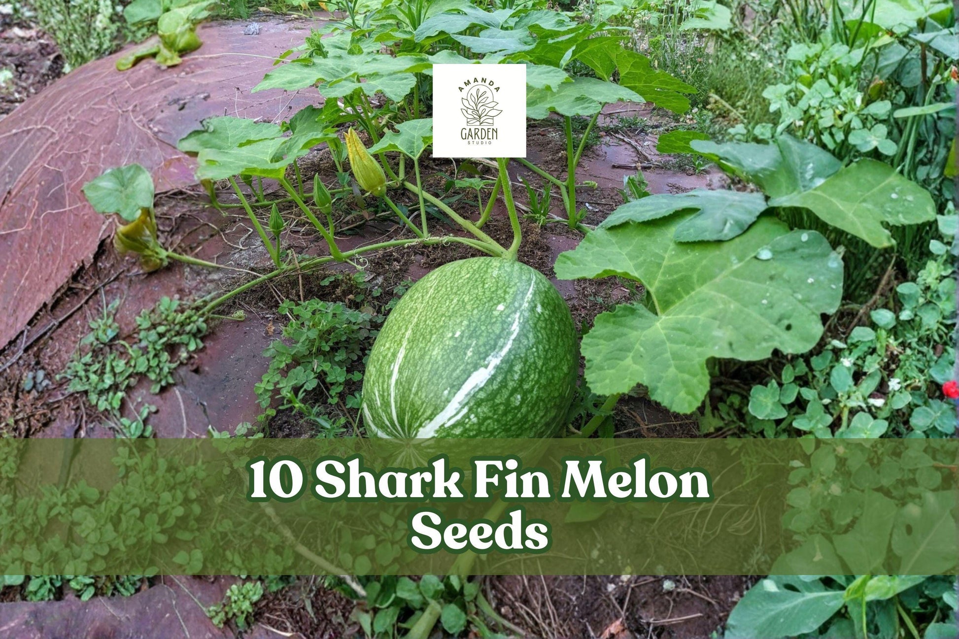 10 Shark Fin Melon Seeds - Heirloom Chilacayote Fig Leaf Gourd - Cucurbita ficifolia - Unique Climbing Vine for Garden