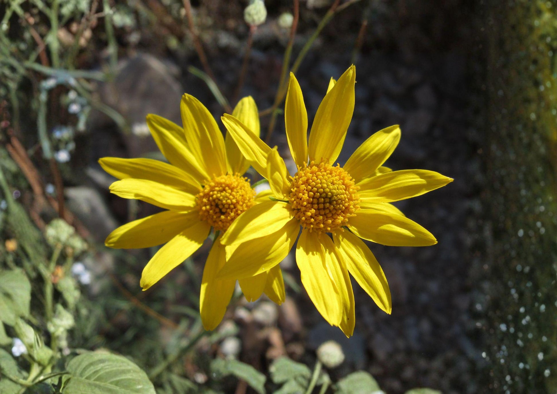 Showy Goldeneye Seeds - 100 Count - Heliomeris multiflora - Native Yellow Prairie Wildflower, Drought Tolerant Pollinator Perennial