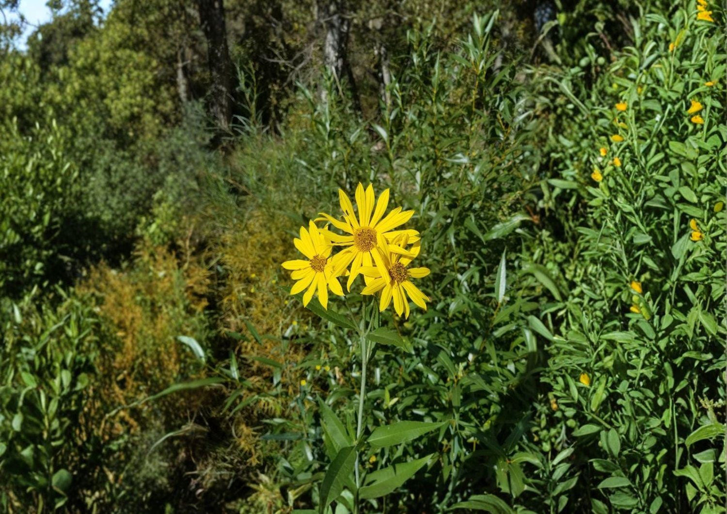 Marsh Sunflower Seeds - 20 Seeds - Helianthus nuttallii - Native Tall Yellow Wetland Perennial Pollinator Wildflower