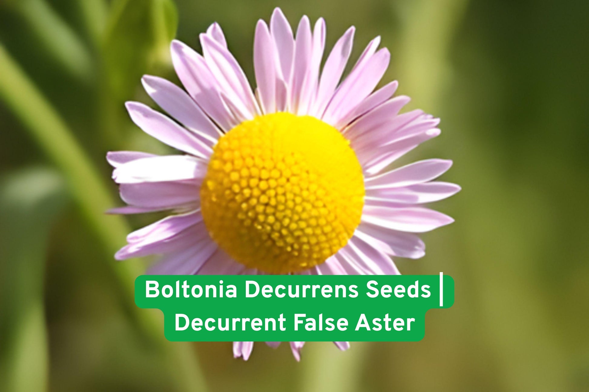 Boltonia Decurrens Seeds | Rare Decurrent False Aster | Native Wetland Perennial | Pollinator Friendly Wildflower