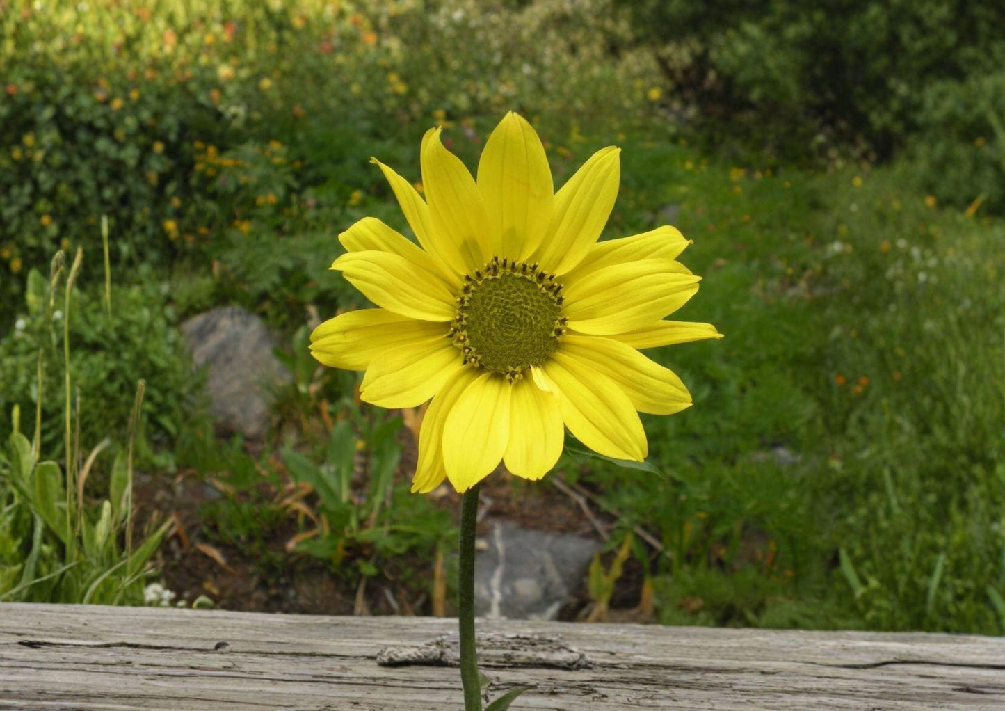 Aspen Sunflower Seeds, 25 Pack, Helianthella quinquenervis, Native Yellow Mountain Perennial, Tall Pollinator Wildflower