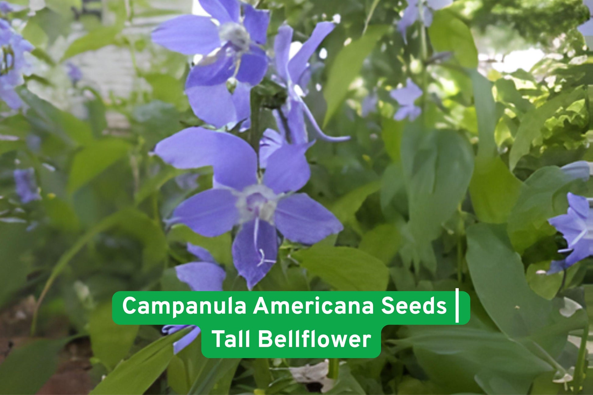 Tall Bellflower Seeds | Campanula americana | Blue Purple Blooms | Native Biennial Wildflower for Cottage & Woodland Gardens