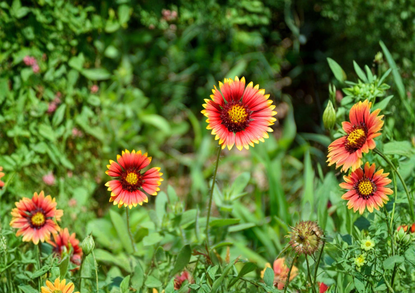 Meriwether Blanketflower Seeds - Red Yellow Gaillardia - Drought Tolerant - New Harvest Quality