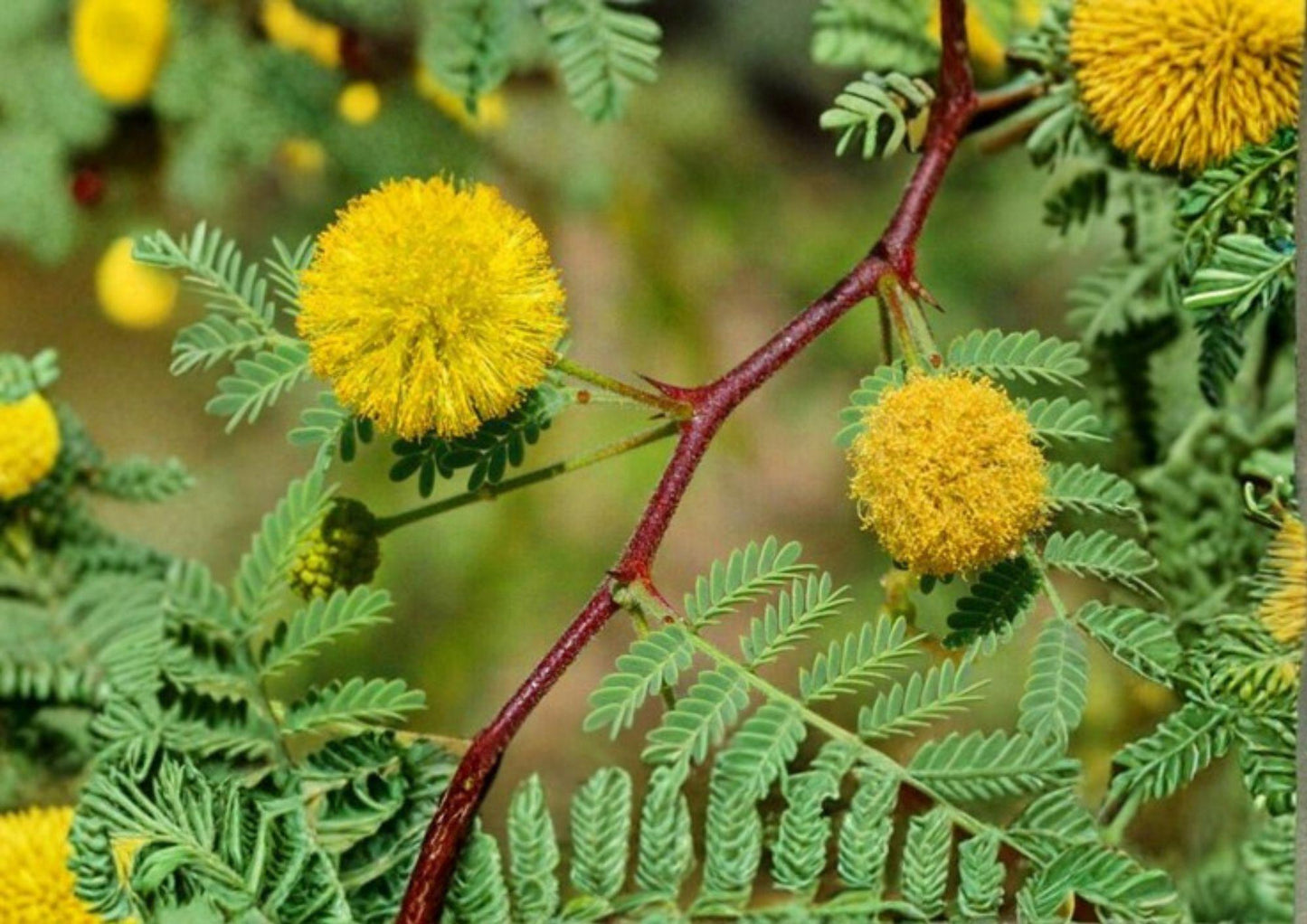 Acacia Tree Seeds - Vachellia nilotica, Gum Arabic, Egyptian Thorn - Drought-Tolerant Plant Seeds for Garden