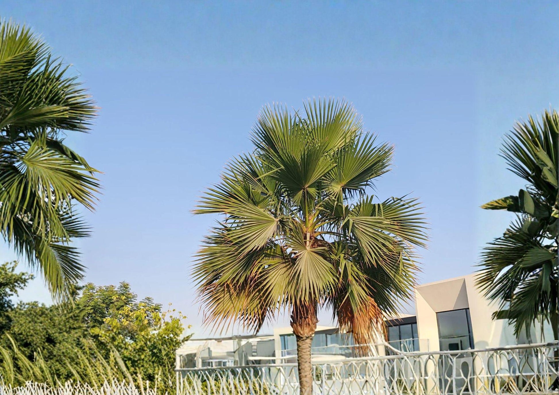 California Fan Palm Seeds - 5 Non-GMO Hardy Desert Seeds for Mediterranean Gardens - Washingtonia filifera