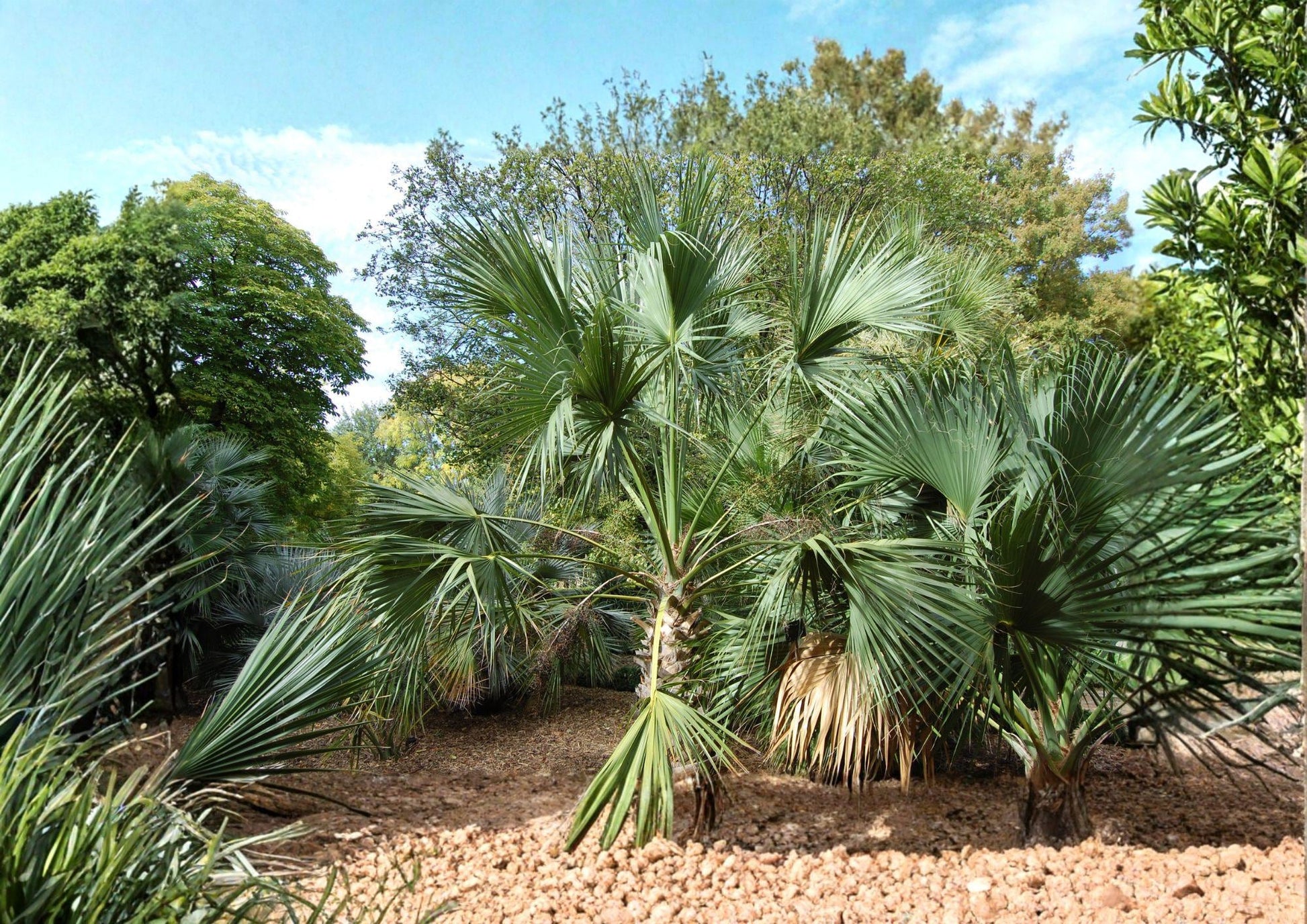 Sabal Palmetto Seeds - Cabbage Palm Tree, Hardy Tropical Fan - 5 Fast Growing Seeds (Sabal Palmetto)
