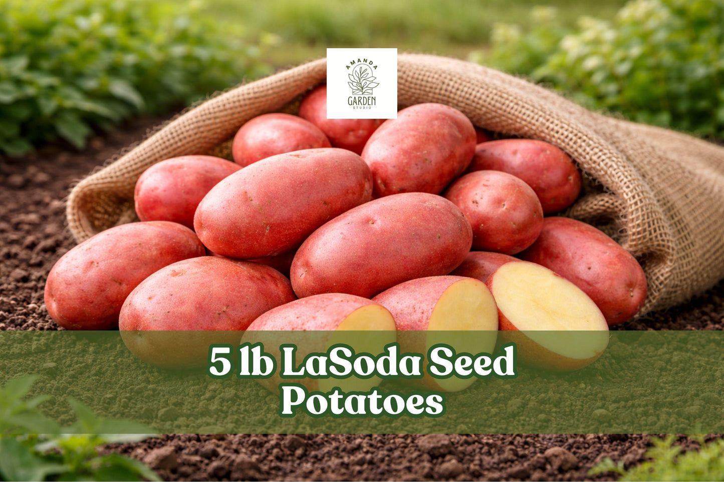 5 lb LaSoda Seed Potatoes - Red Skin Variety - Solanum tuberosum - Ideal for Outdoor Garden Planting