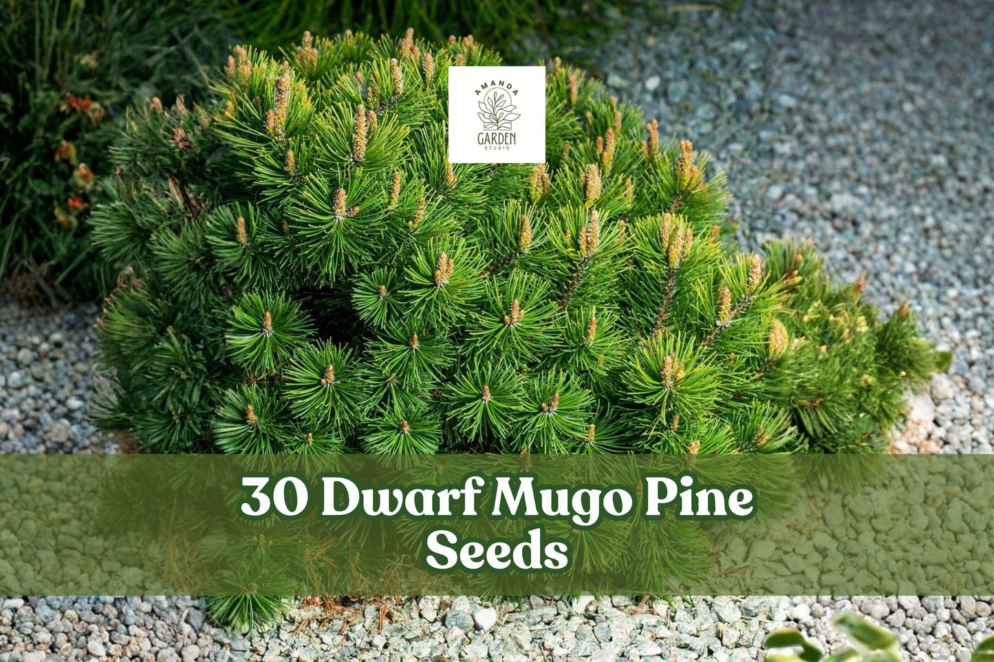30 Dwarf Mugo Pine Seeds - Compact Evergreen Conifer - Pinus mugo var. pumilio - Ideal for Rock Gardens & Borders