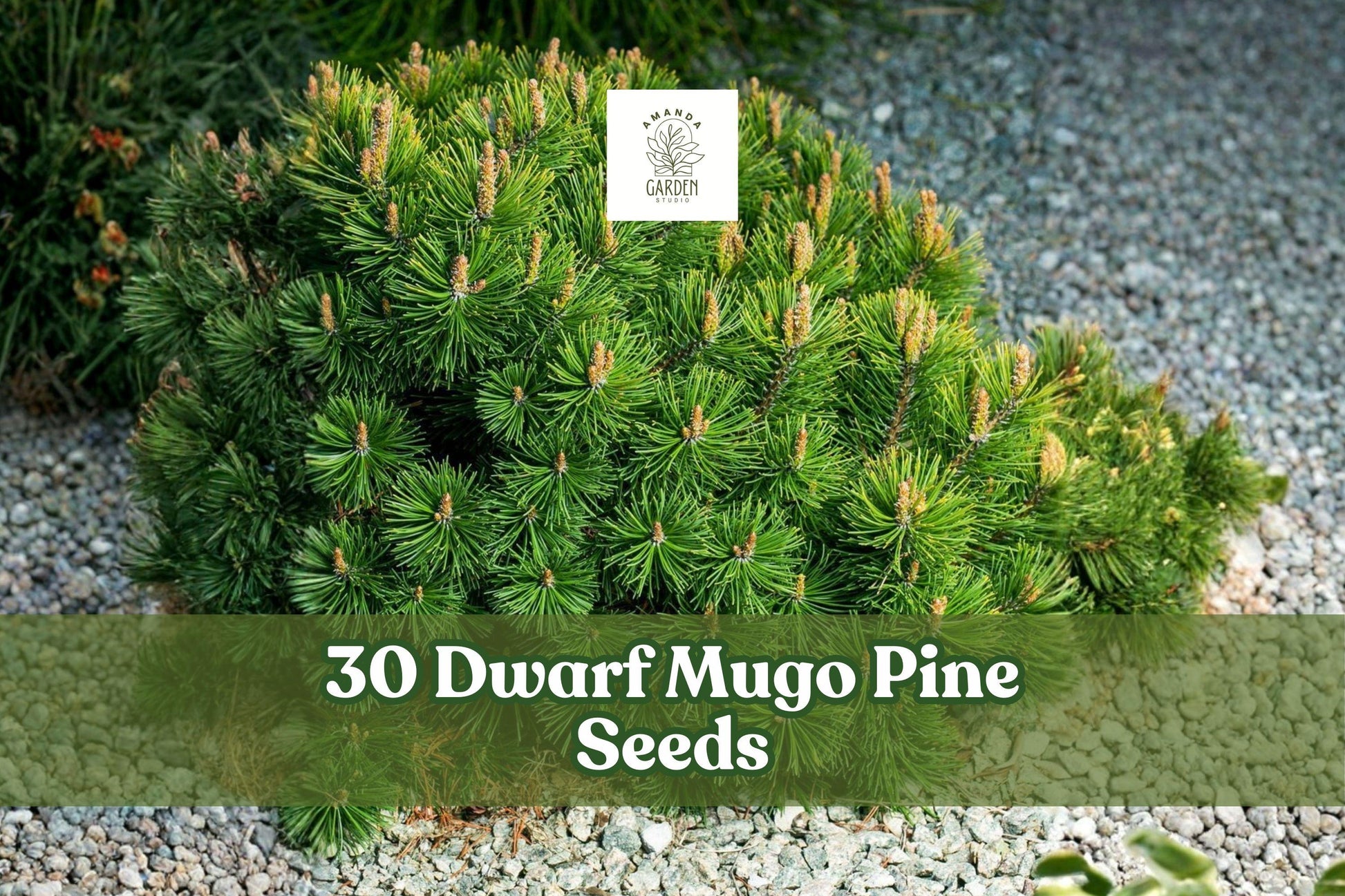 30 Dwarf Mugo Pine Seeds - Compact Evergreen Conifer - Pinus mugo var. pumilio - Ideal for Rock Gardens & Borders