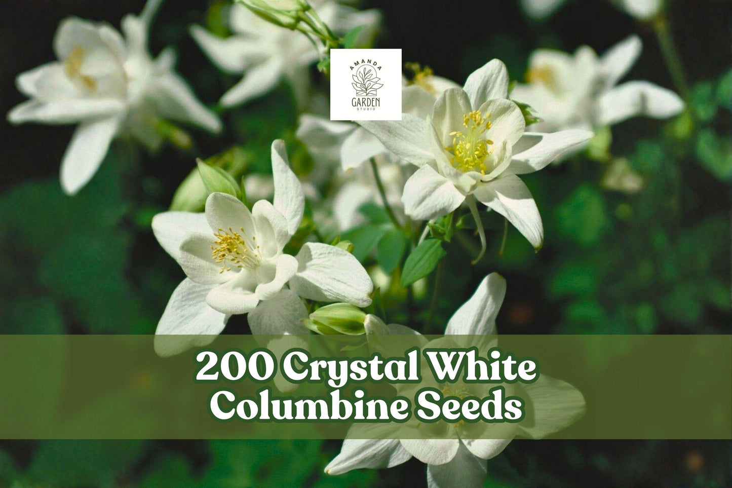 200 Crystal White Columbine Seeds - Aquilegia Perennial Wildflower for Cottage Gardens & Borders - Bright White Blooms