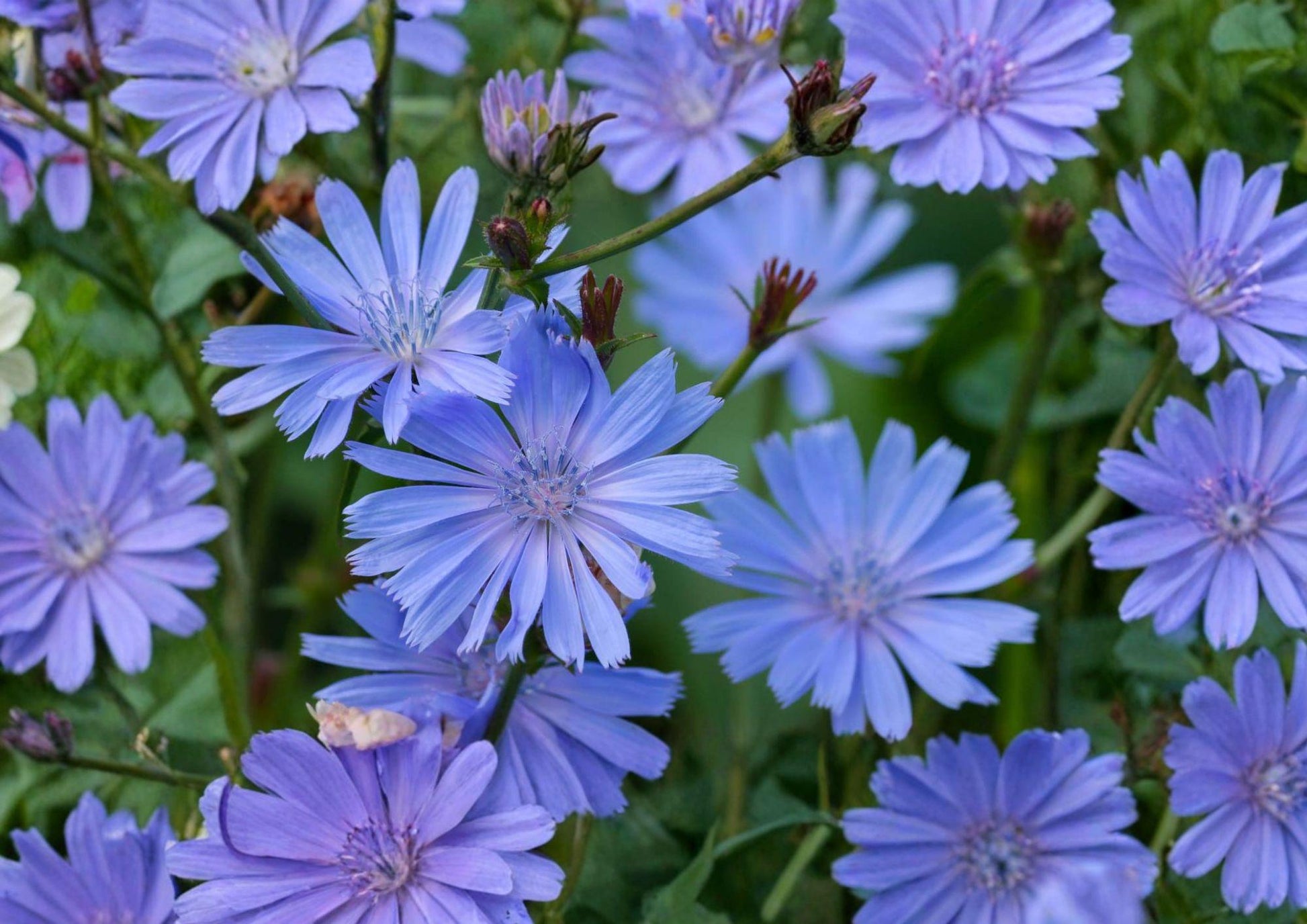 Blue Chicory Seeds - 100 Native Wildflower Seeds - Easy to Grow for Meadow Garden - Cichorium intybus