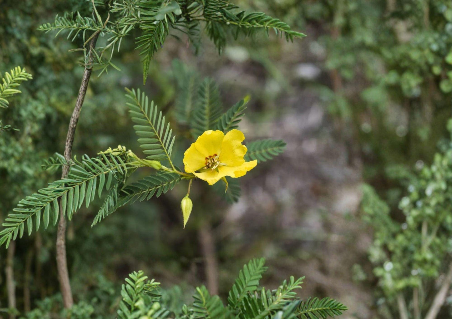 Partridge Pea Seeds - 100 Native Yellow Wildflower Seeds for Pollinator Garden - Chamaecrista Fasciculata