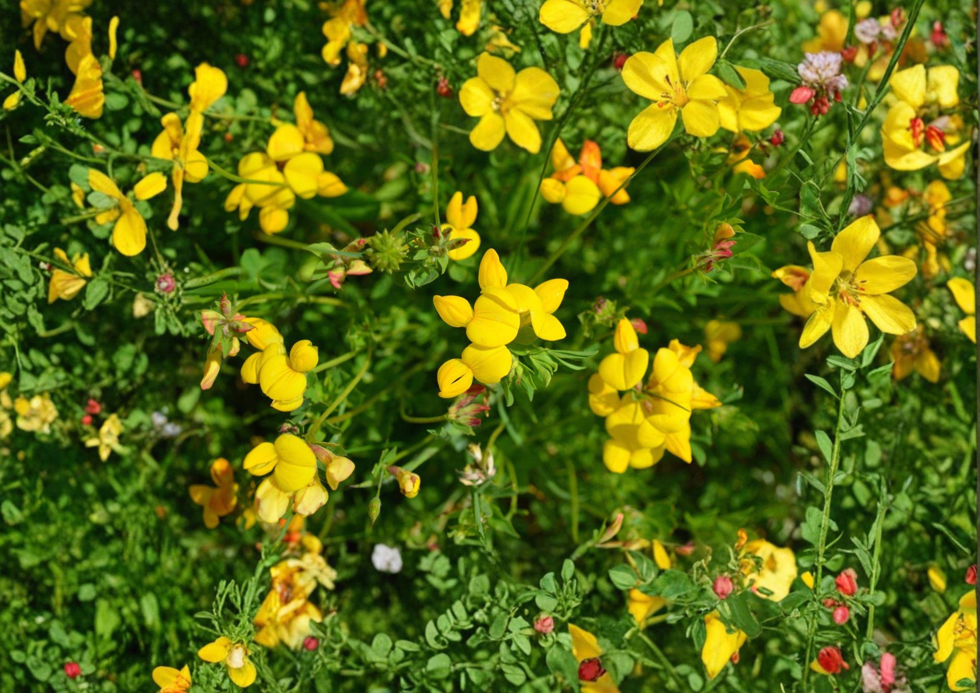 Birds Foot Trefoil Seeds - 100 Yellow Wildflower Seeds for Groundcover - Lotus Corniculatus - New Harvest Quality