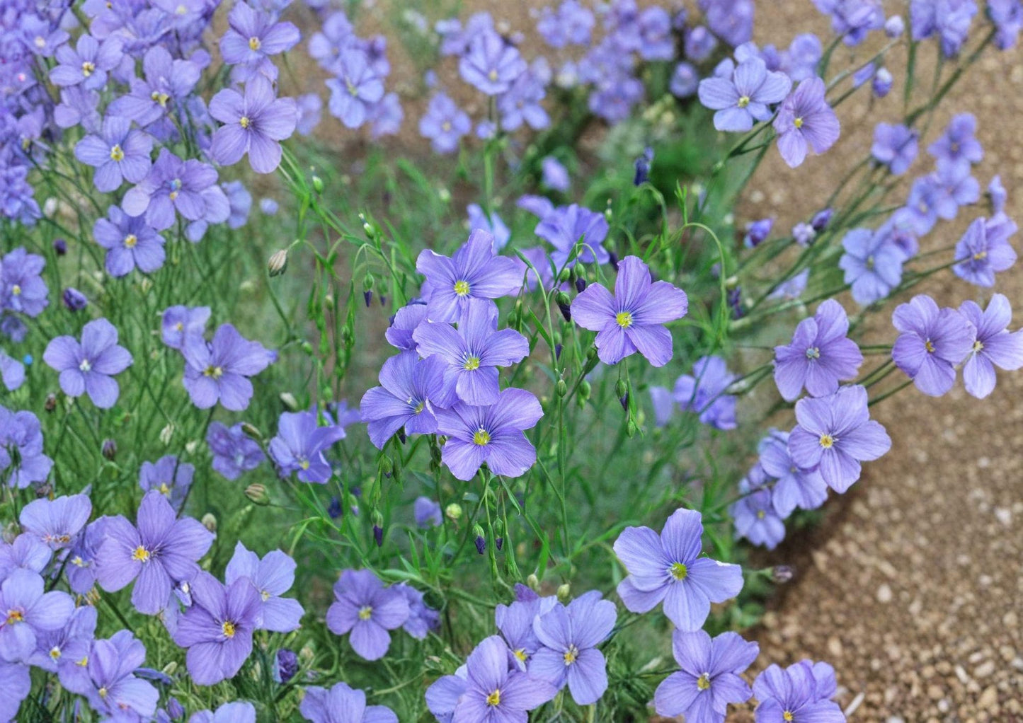 Blue Flax Seeds - Delicate Sky Blue Wildflower for Meadow Gardens - Linum perenne - Fresh Stock