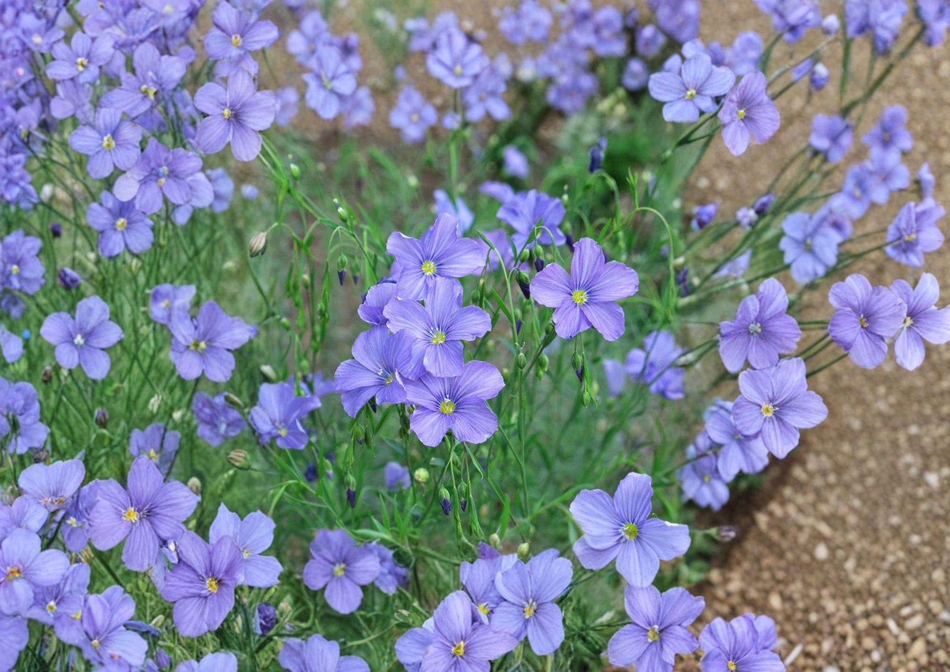 Perennial Blue Flax Seeds - Sky Blue Wildflower for Meadow Gardens - Linum perenne