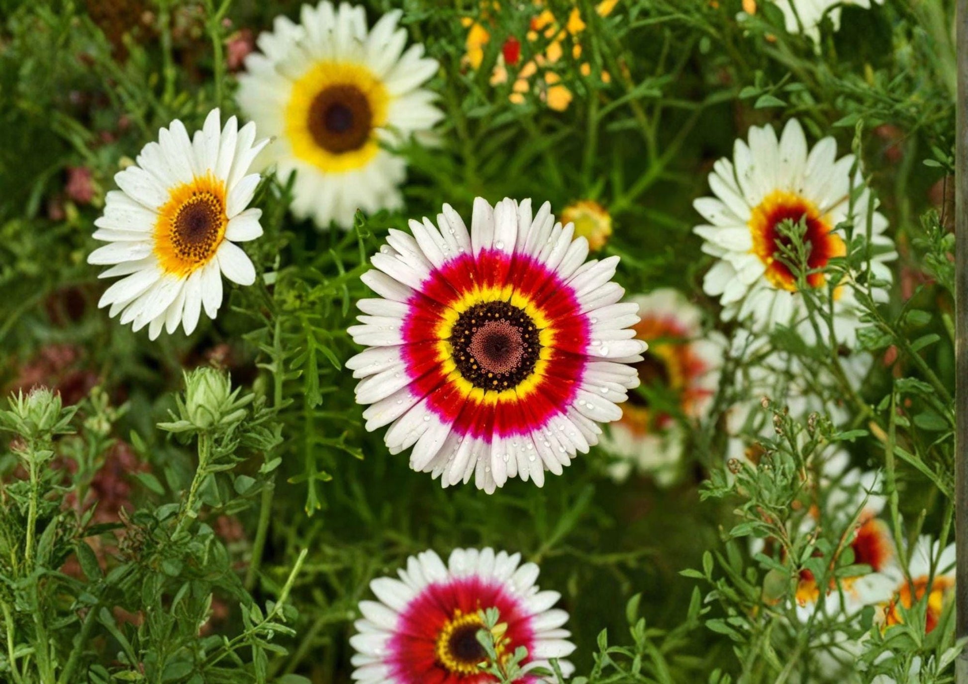 Painted Daisy Seeds - 100 Tricolor Glebionis Carinata Non-GMO Flower Seeds for Bright Summer Garden