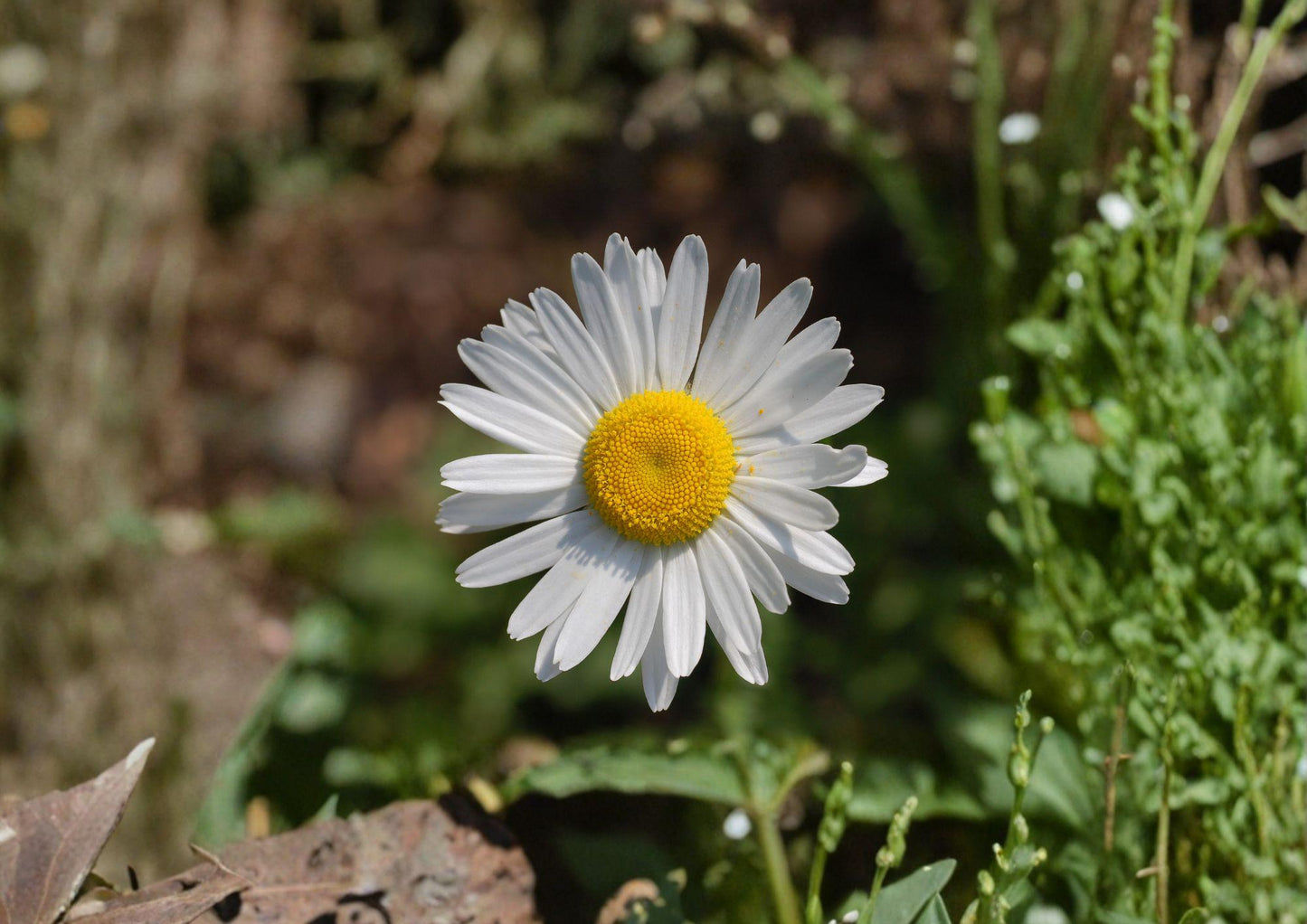 Oxeye Daisy Seeds - 100 Classic White Flower Seeds - Leucanthemum Vulgare - Meadow Planting - New Harvest Quality
