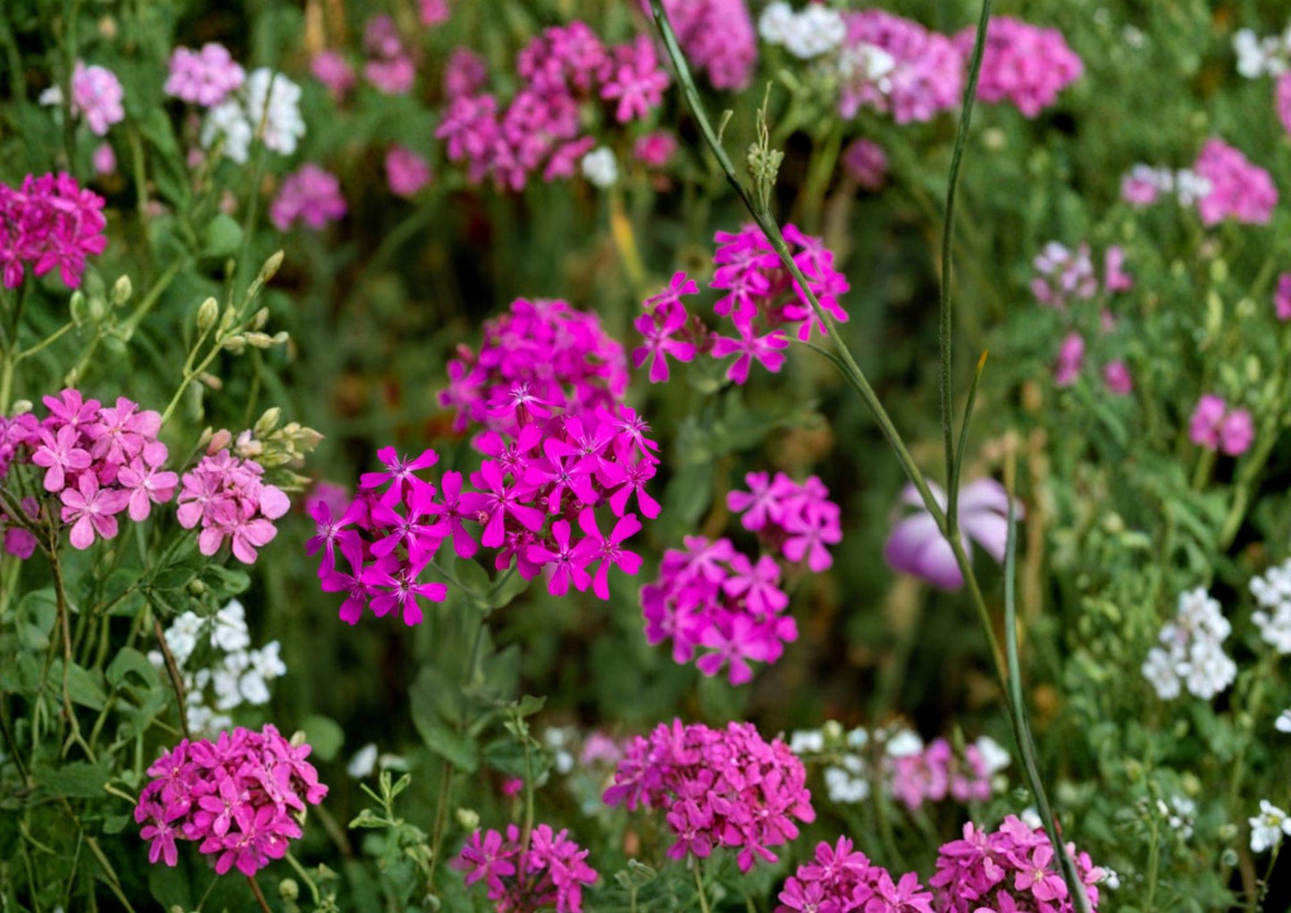 Catchfly Flower Seeds - 100 Pink Sweet William Blooms - Ideal for Cottage Gardens - Silene Armeria