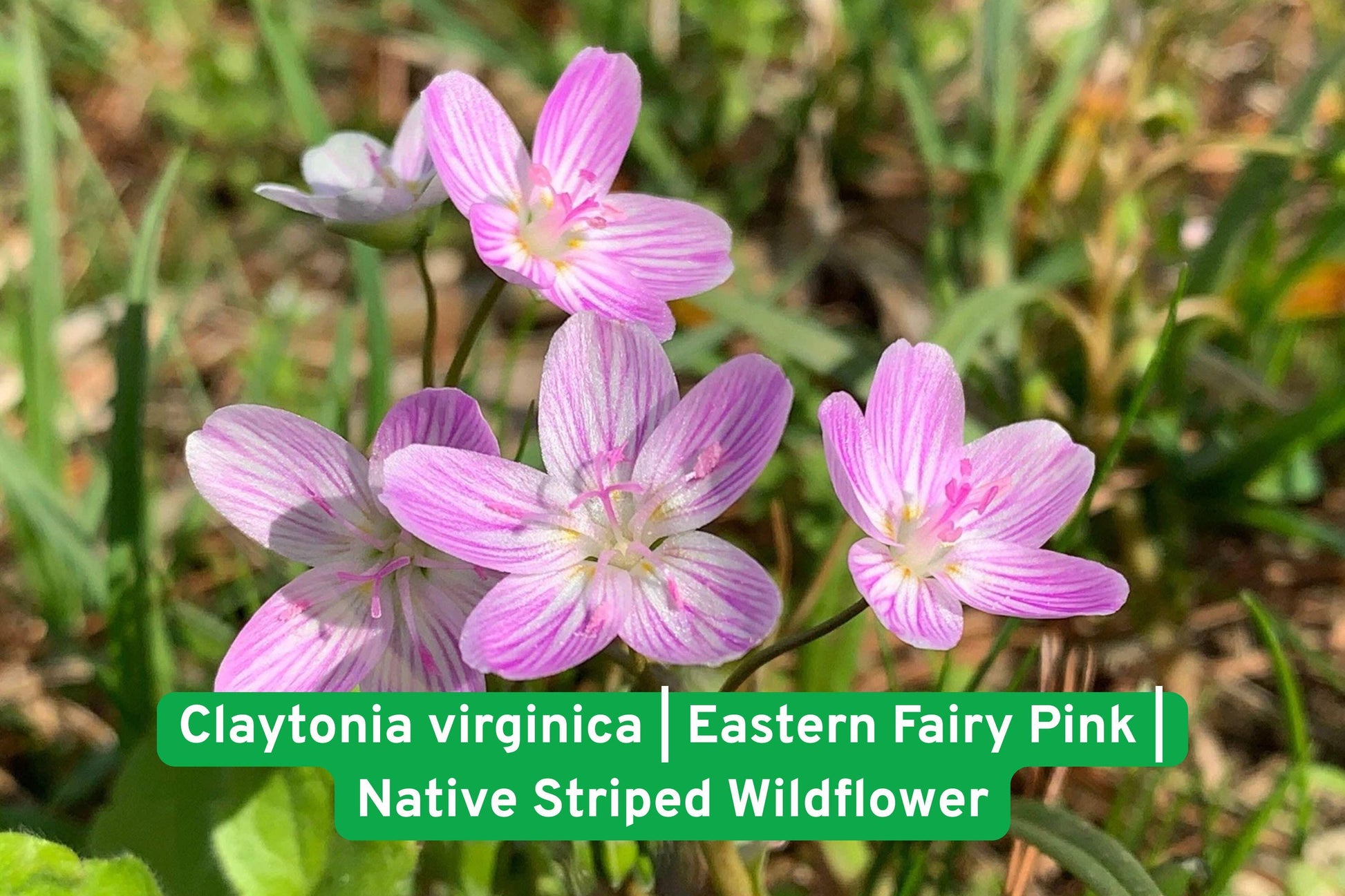 Virginia Spring Beauty Seeds - 20 Pack - Claytonia virginica - Pink Striped Wildflower - Native Pollinator Plant